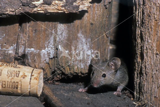 Oostelijke huismuis (Mus musculus)