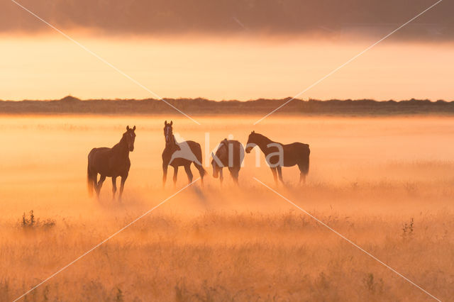 Paard (Equus spp)