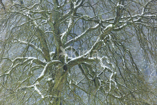 Horse-chestnut (Aesculus hippocastanum)