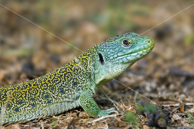 Jewelled lacerta (Lacerta lepida)