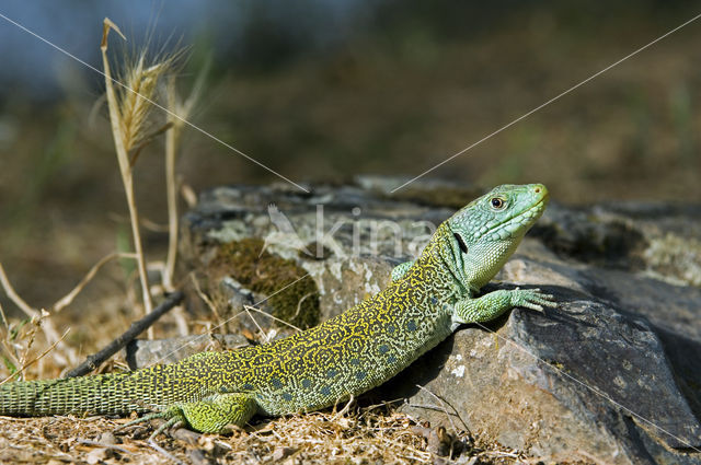 Jewelled lacerta (Lacerta lepida)