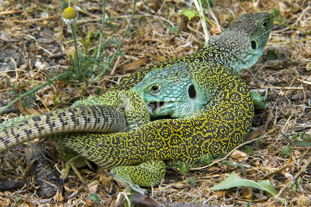 Parelhagedis (Lacerta lepida)