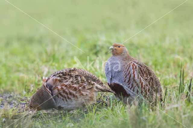 Grey Partridge (Perdix perdix)