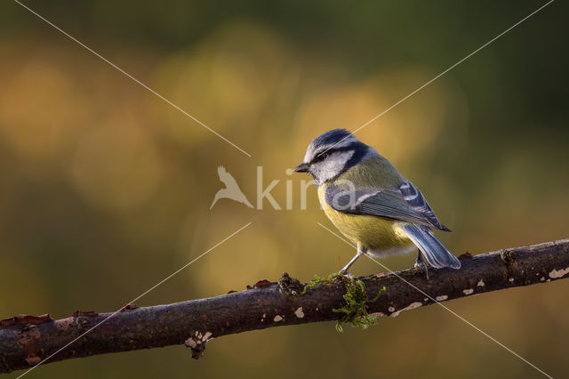 Pimpelmees (Parus caeruleus)