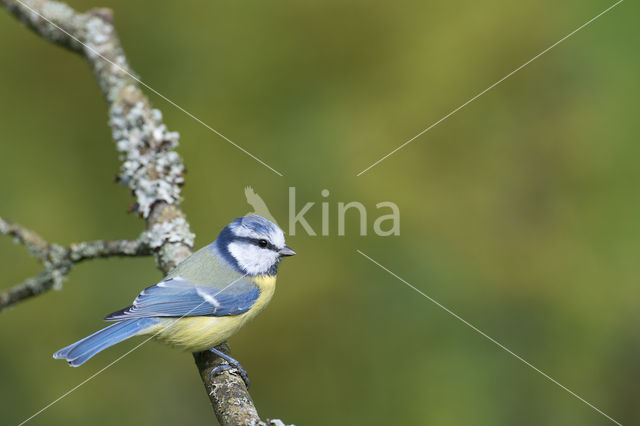 Blue Tit (Parus caeruleus)