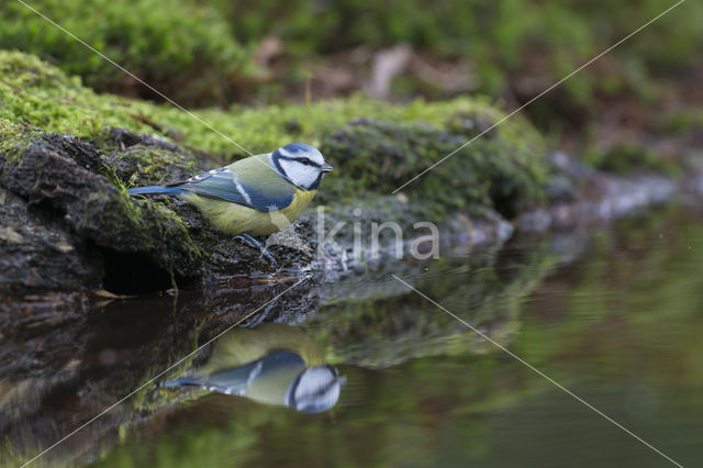 Blue Tit (Parus caeruleus)