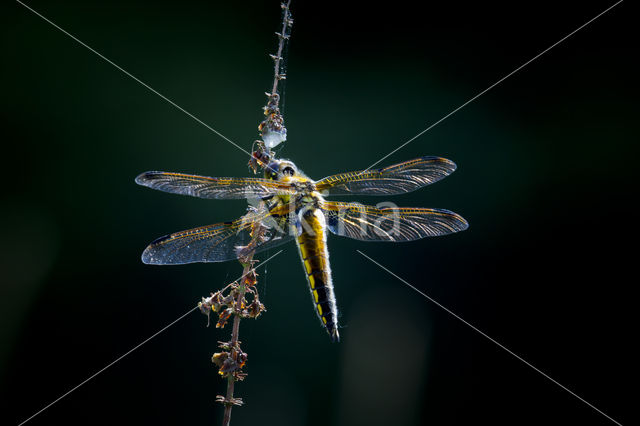 Broad-bodied Chaser (Libellula depressa)