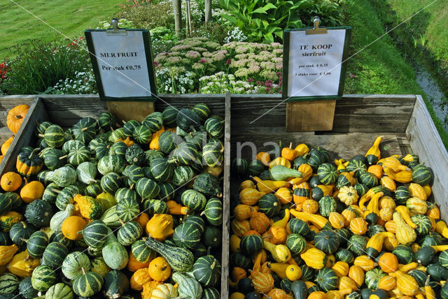 Pompoen (Cucurbita spec.)