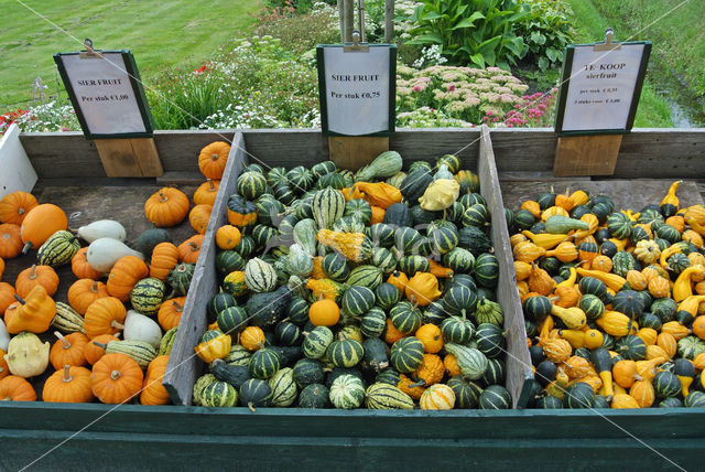 Pompoen (Cucurbita spec.)