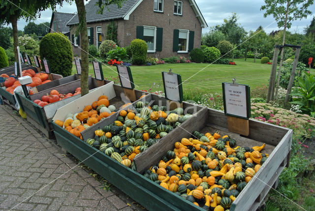 Pompoen (Cucurbita spec.)