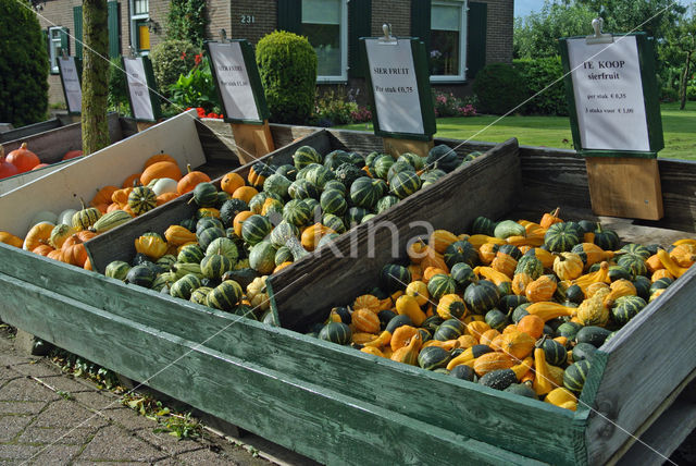 Pumpkin (Cucurbita spec.)