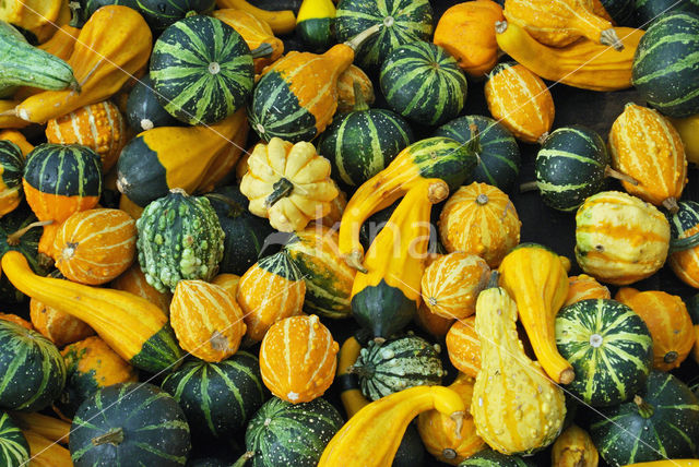 Pumpkin (Cucurbita spec.)