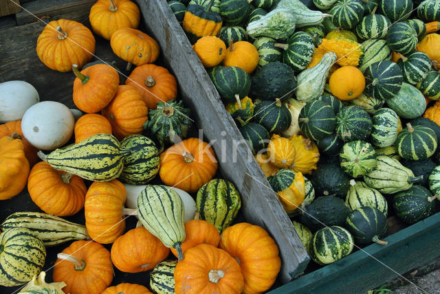 Pumpkin (Cucurbita spec.)