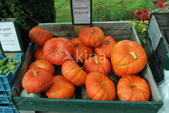 Pumpkin (Cucurbita spec.)