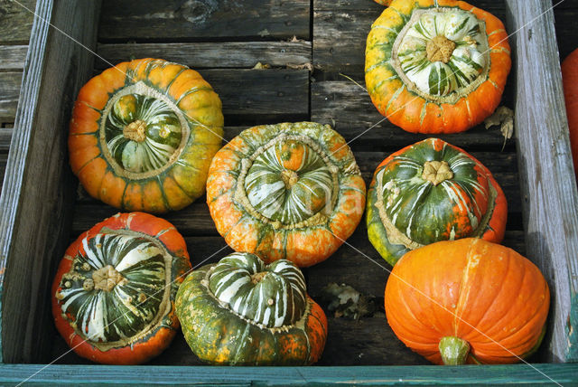 Pumpkin (Cucurbita spec.)