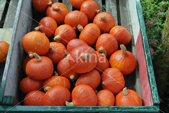 Pumpkin (Cucurbita spec.)