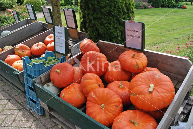 Pumpkin (Cucurbita spec.)