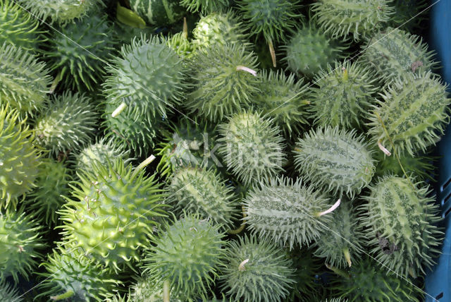 Pompoen (Cucurbita spec.)