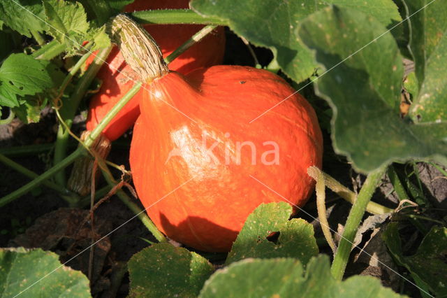 Pompoen (Cucurbita spec.)