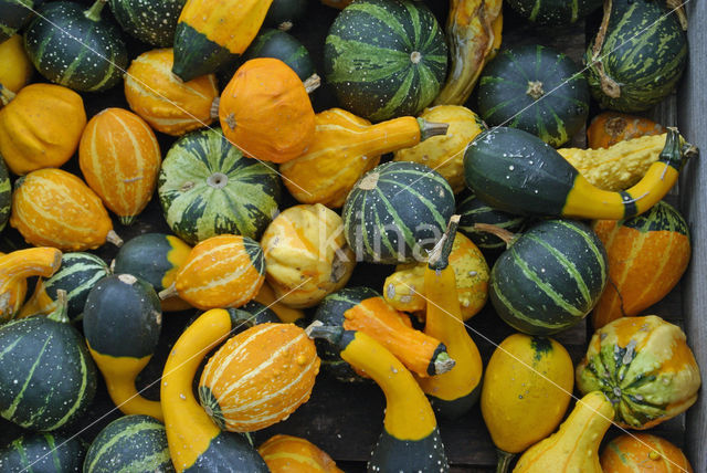 Pumpkin (Cucurbita spec.)