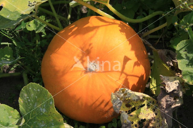 Pumpkin (Cucurbita spec.)