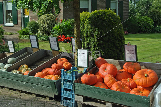 Pompoen (Cucurbita spec.)