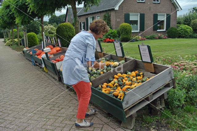 Pompoen (Cucurbita spec.)