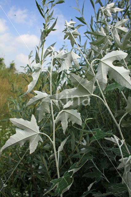 Ratelpopulier (Populus tremula)