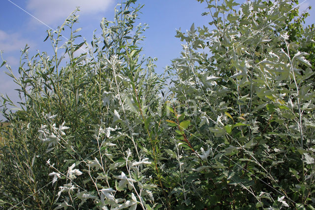 Aspen (Populus tremula)