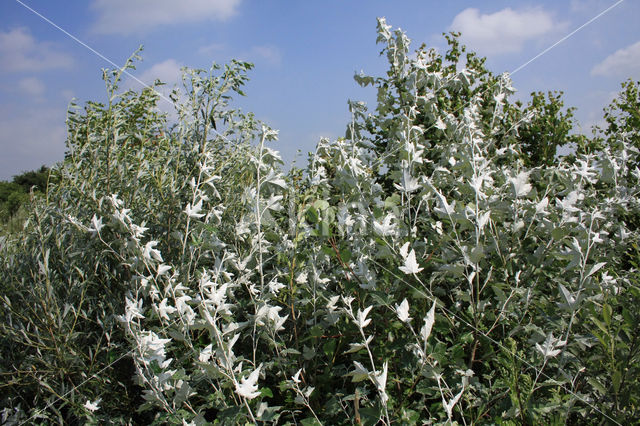 Aspen (Populus tremula)