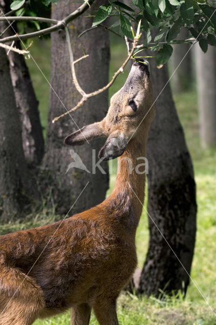 Roe Deer (Capreolus capreolus)