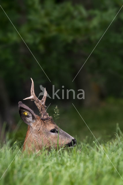 Ree (Capreolus capreolus)