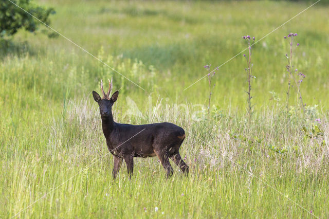 Roe Deer (Capreolus capreolus)