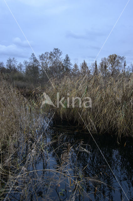 Common Reed (Phragmites australis)