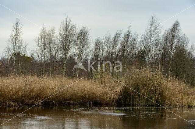 Riet (Phragmites australis)