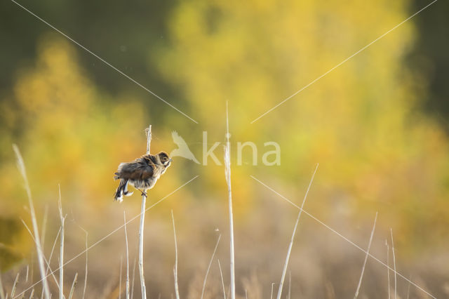 Reed Bunting (Emberiza schoeniclus)