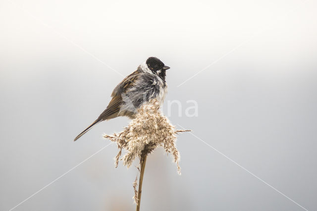 Reed Bunting (Emberiza schoeniclus)