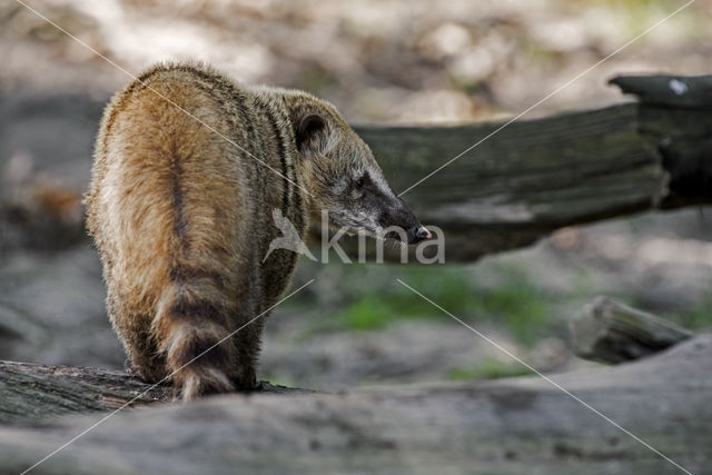 South American coati (Nasua nasua)