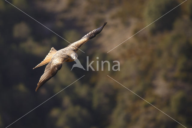 Red Kite (Milvus milvus)