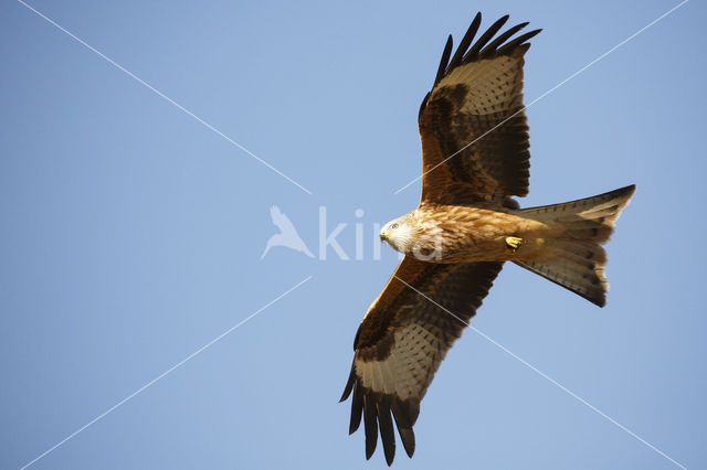 Red Kite (Milvus milvus)