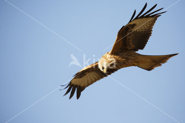 Red Kite (Milvus milvus)