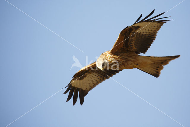 Red Kite (Milvus milvus)