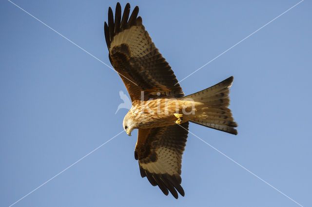 Red Kite (Milvus milvus)