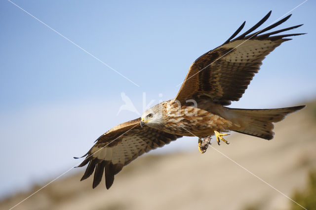 Red Kite (Milvus milvus)