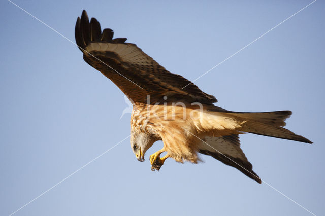 Red Kite (Milvus milvus)