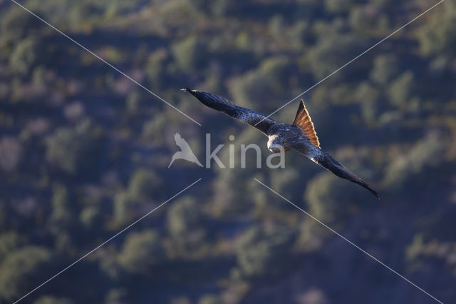 Red Kite (Milvus milvus)