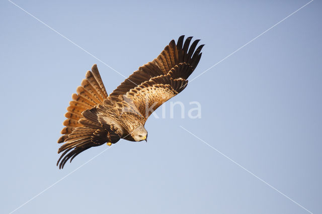 Red Kite (Milvus milvus)