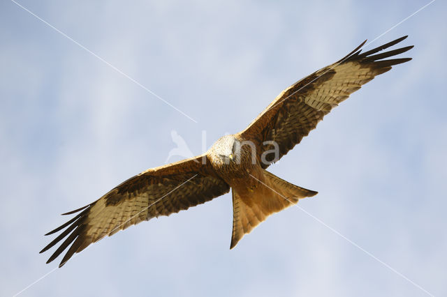 Red Kite (Milvus milvus)