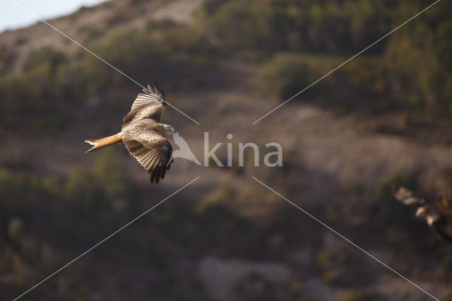 Red Kite (Milvus milvus)