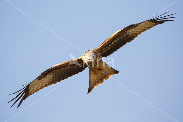 Red Kite (Milvus milvus)